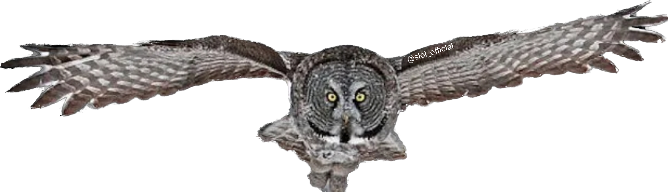 Owl Wings Out-stretched